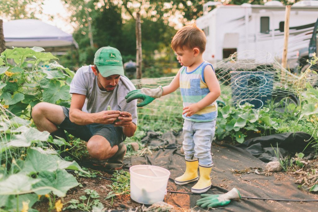 Toddler helping dad pick vegetables from a garden