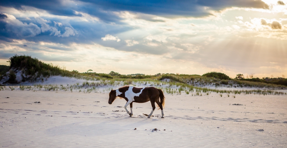 summer,sea,sea shore,summer vacation,seashore,parks