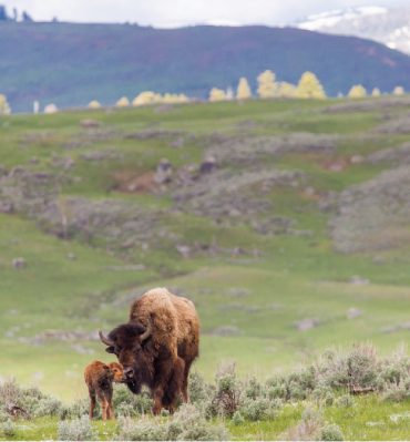 bison picjpg-Neal Herbert/NPS