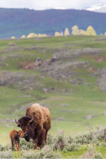 bison picjpg-Neal Herbert/NPS