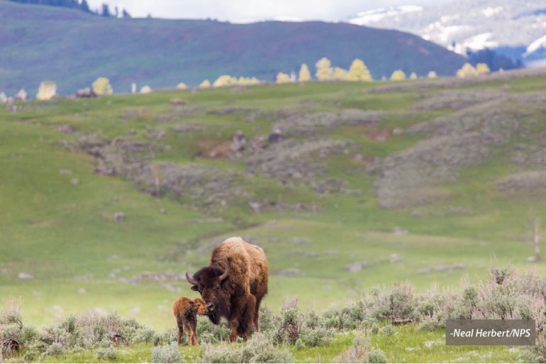 bison picjpg-Neal Herbert/NPS