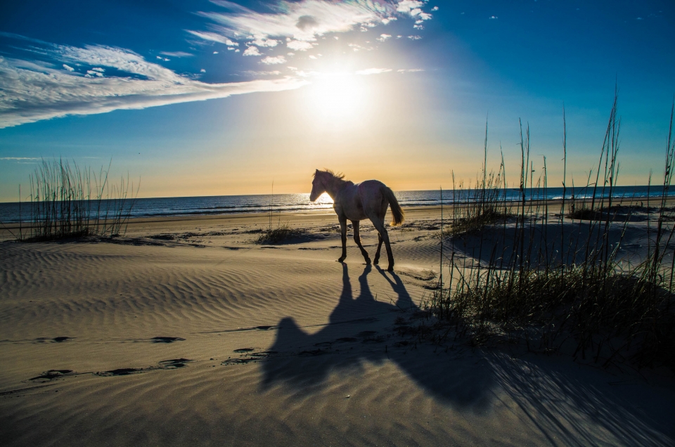 summer,sea,sea shore,summer vacation,seashore,parks