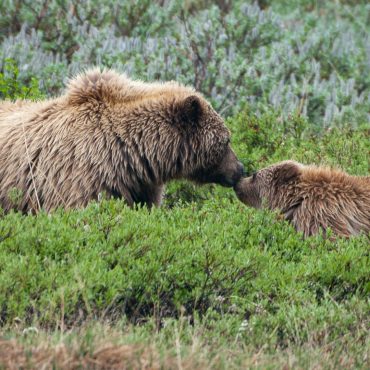 denalinp_bears_nps_kentmiller