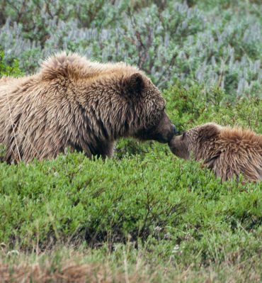 denalinp_bears_nps_kentmiller