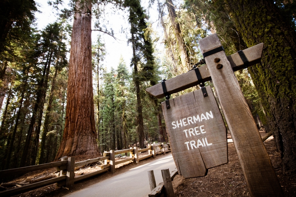Sherman Tree Trail path