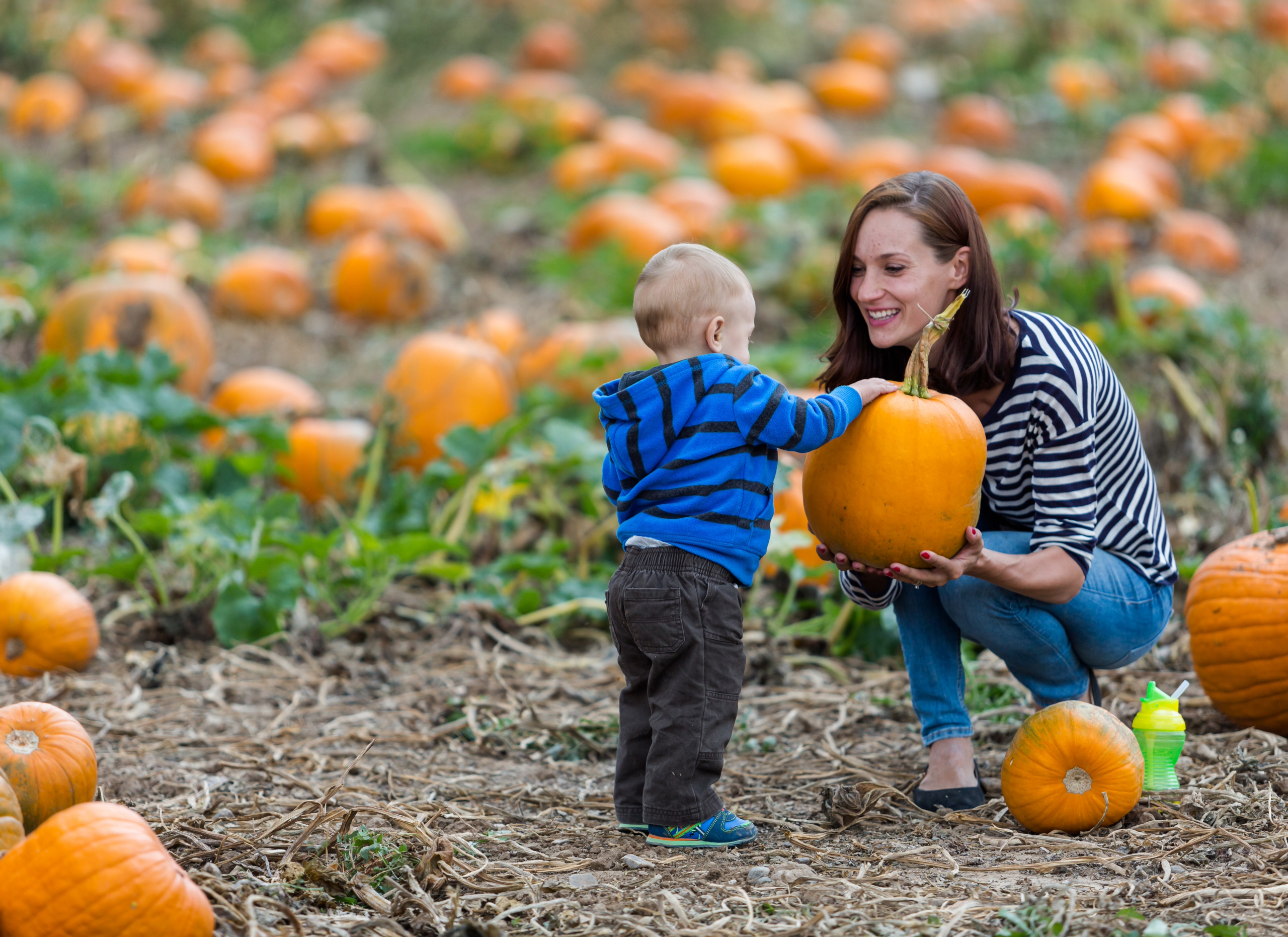 fall,bucket list,activities,family adventures,adventures,pumpkin